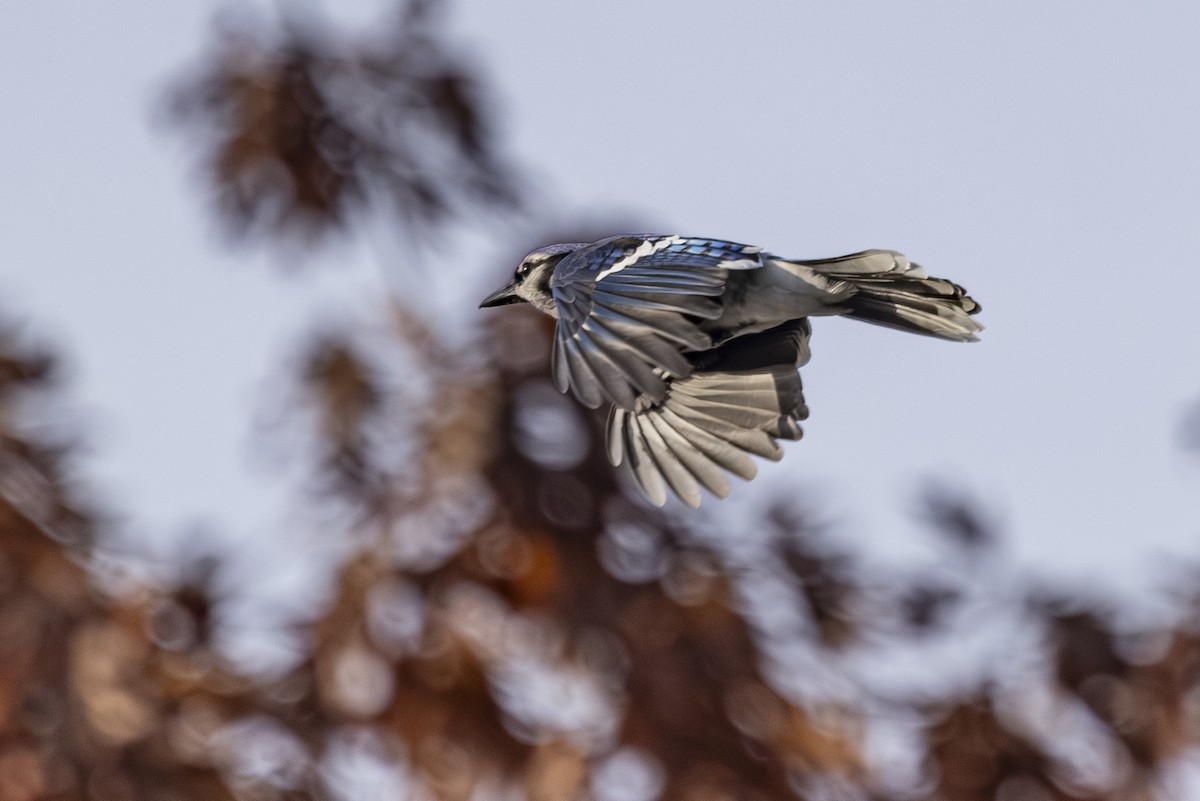 Blue Jay - ML645134962