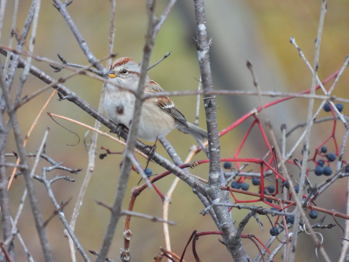 Пасовник північний - ML645134963