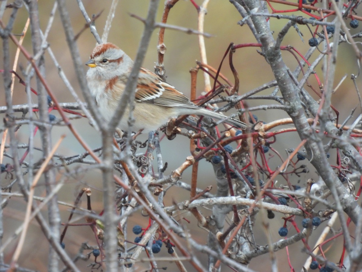 Пасовник північний - ML645134966