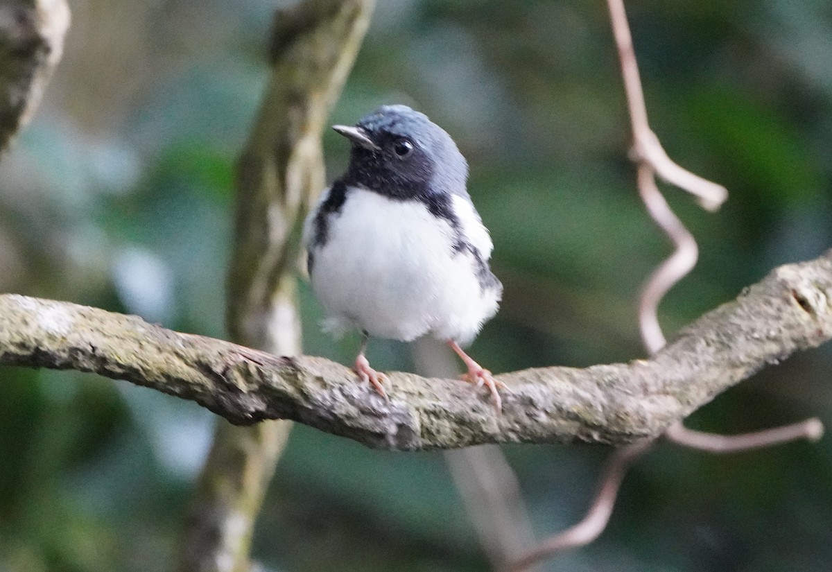 Black-throated Blue Warbler - ML645134970