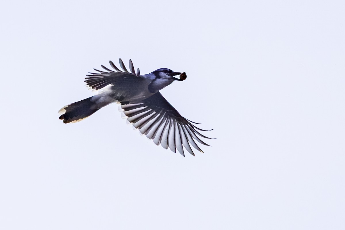 Blue Jay - ML645134972