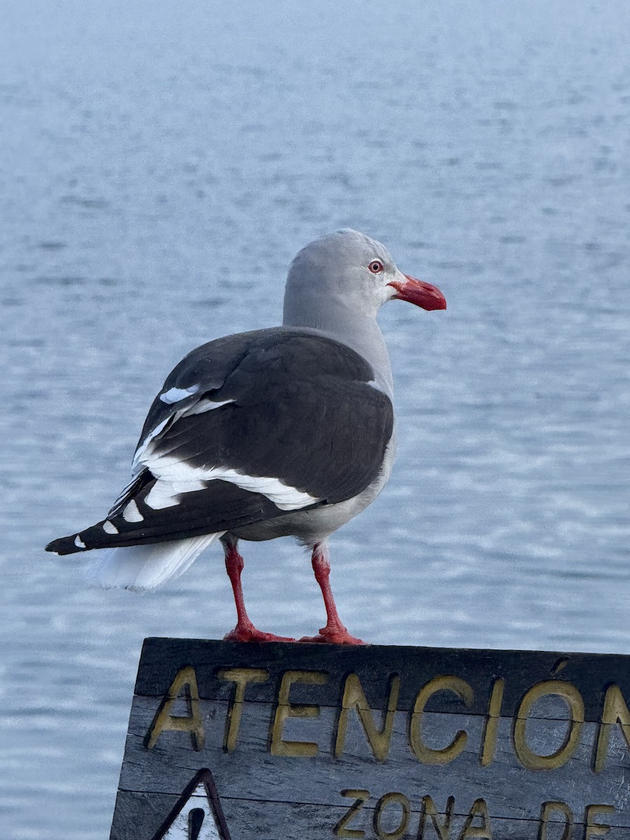 Dolphin Gull - ML645134975