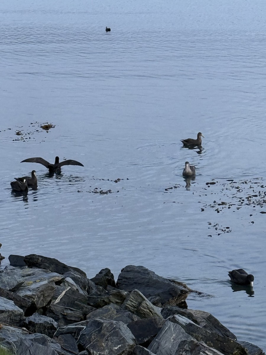 Southern Giant-Petrel - ML645134990