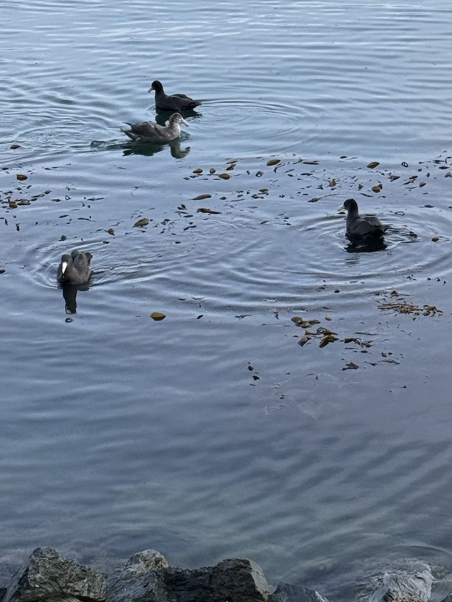 Southern Giant-Petrel - ML645134993