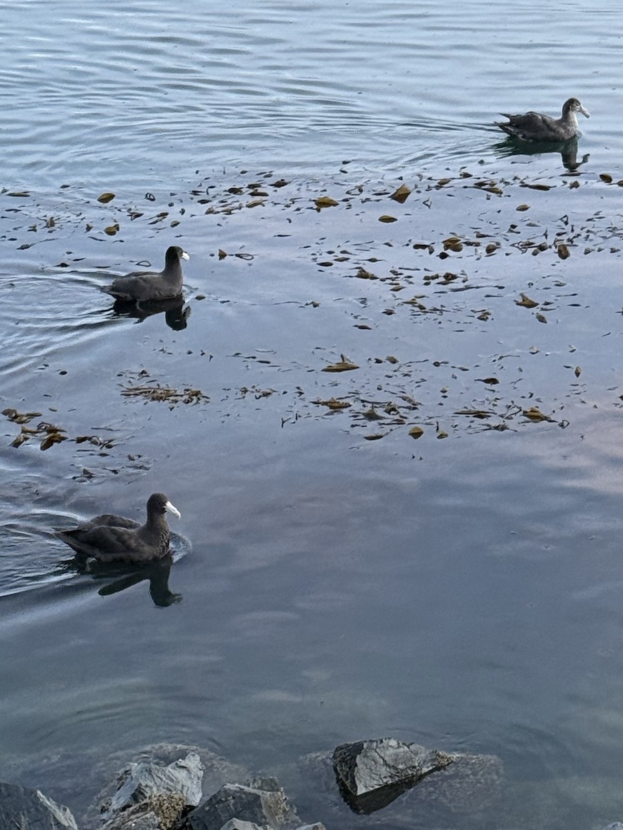 Southern Giant-Petrel - ML645134995