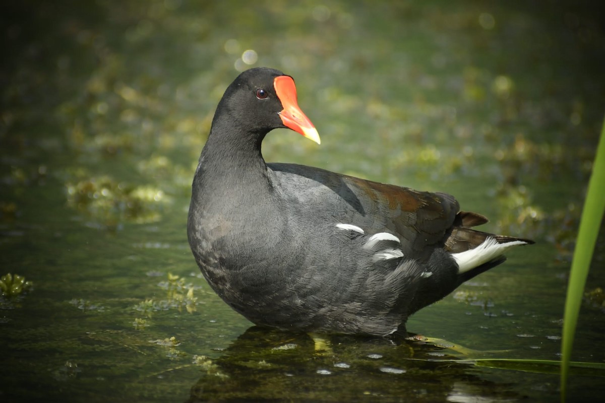 アメリカバン - ML645134998