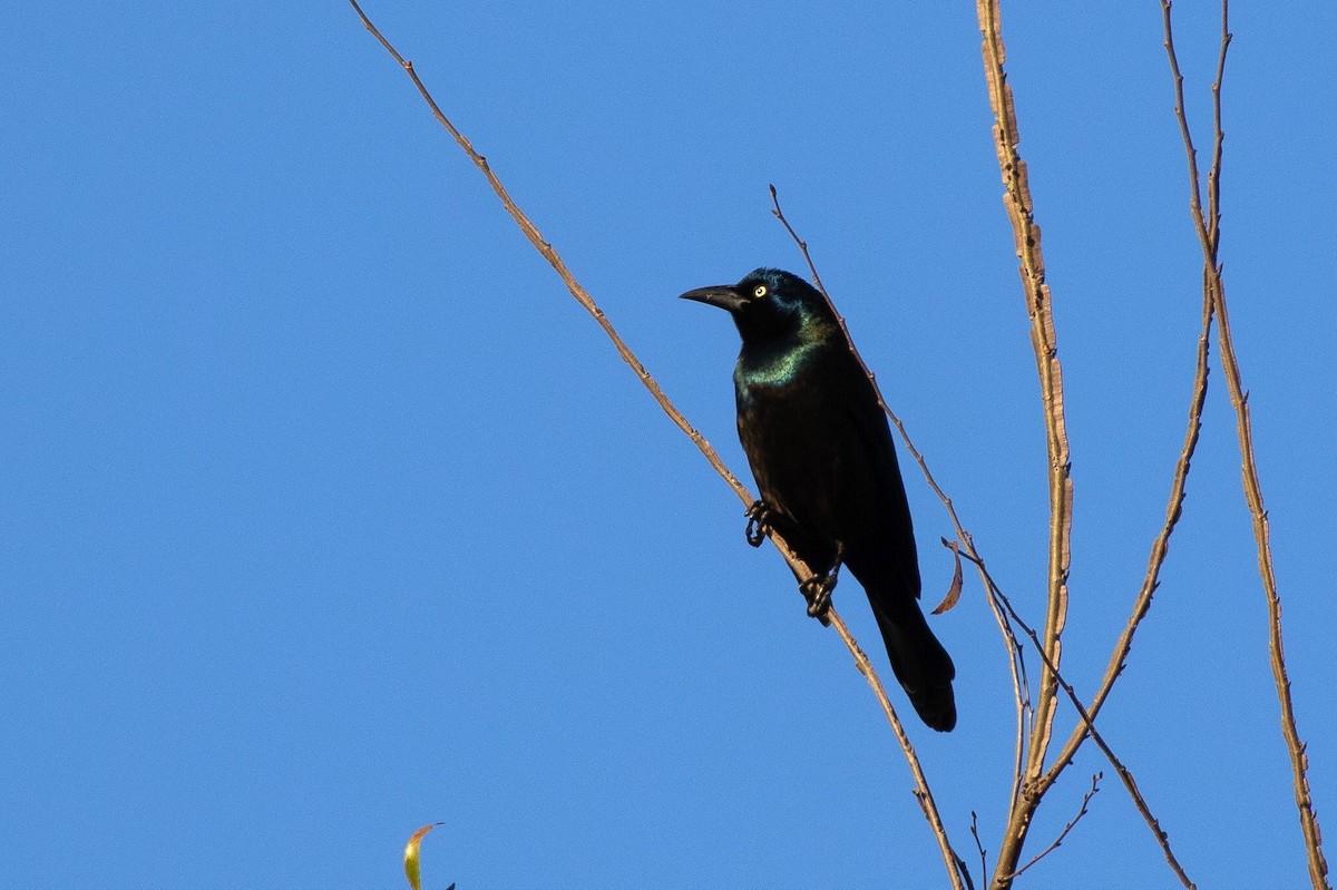 Common Grackle - ML645135003