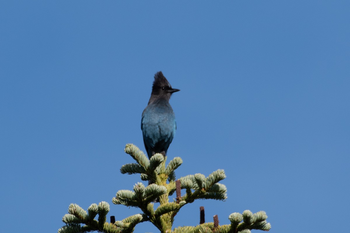 Steller's Jay - ML645135009