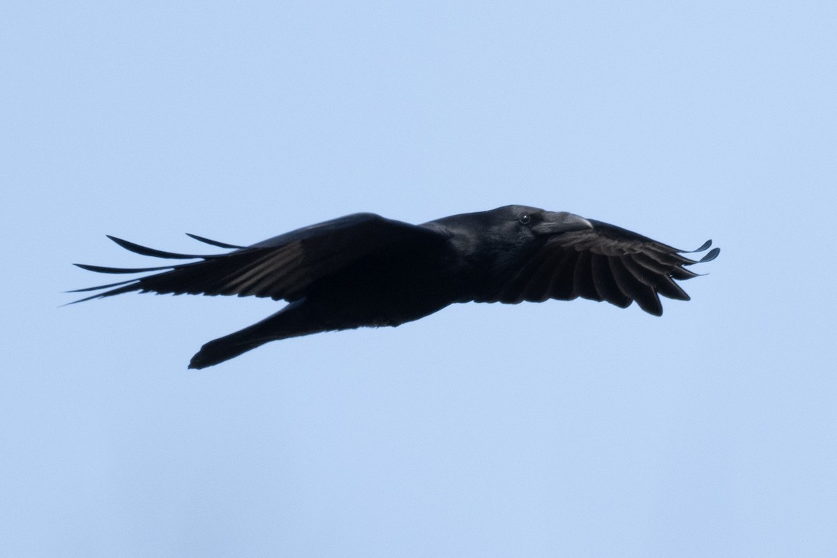 Kolkrabe - ML645135046