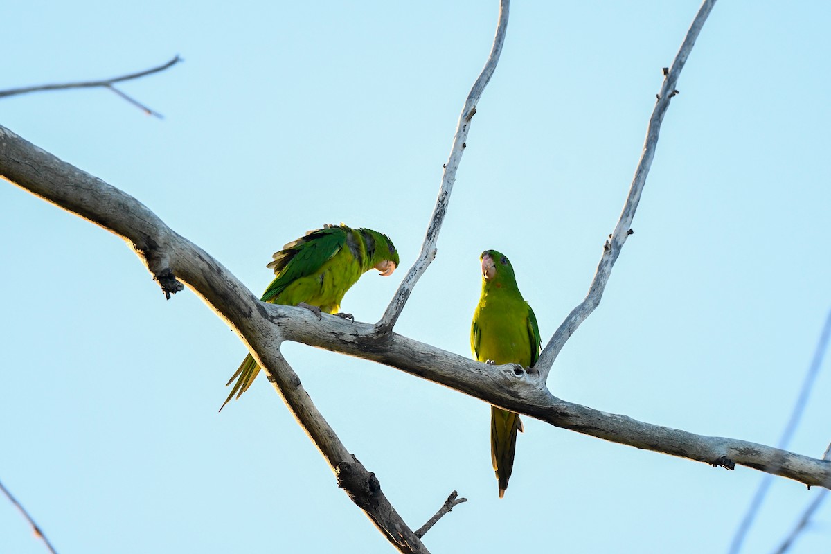 Green Parakeet - ML645135049