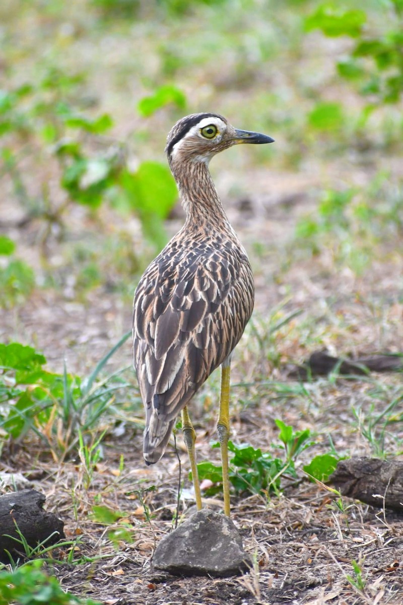 Kaşlı Kocagöz - ML645135053