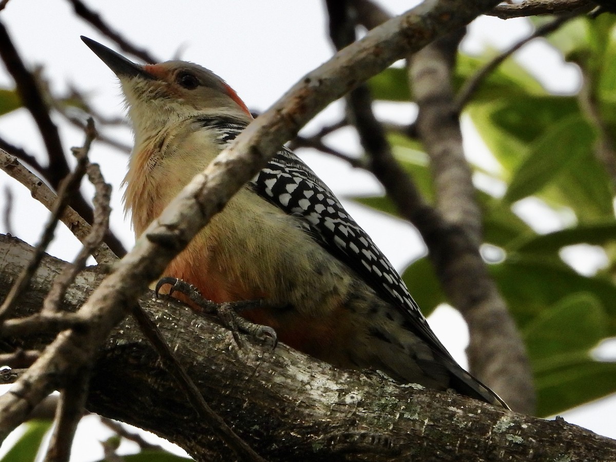 Carolinaspecht - ML645135059