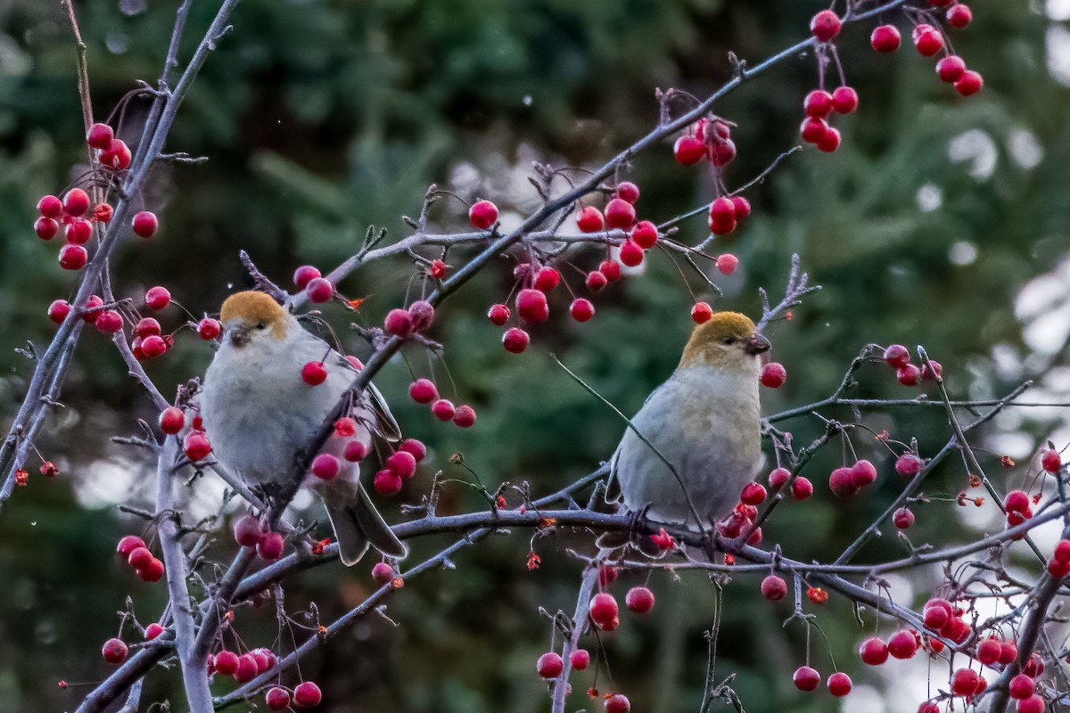 Смеречник тайговий - ML645135075