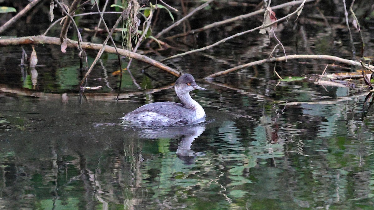 Eared Grebe - ML645135076