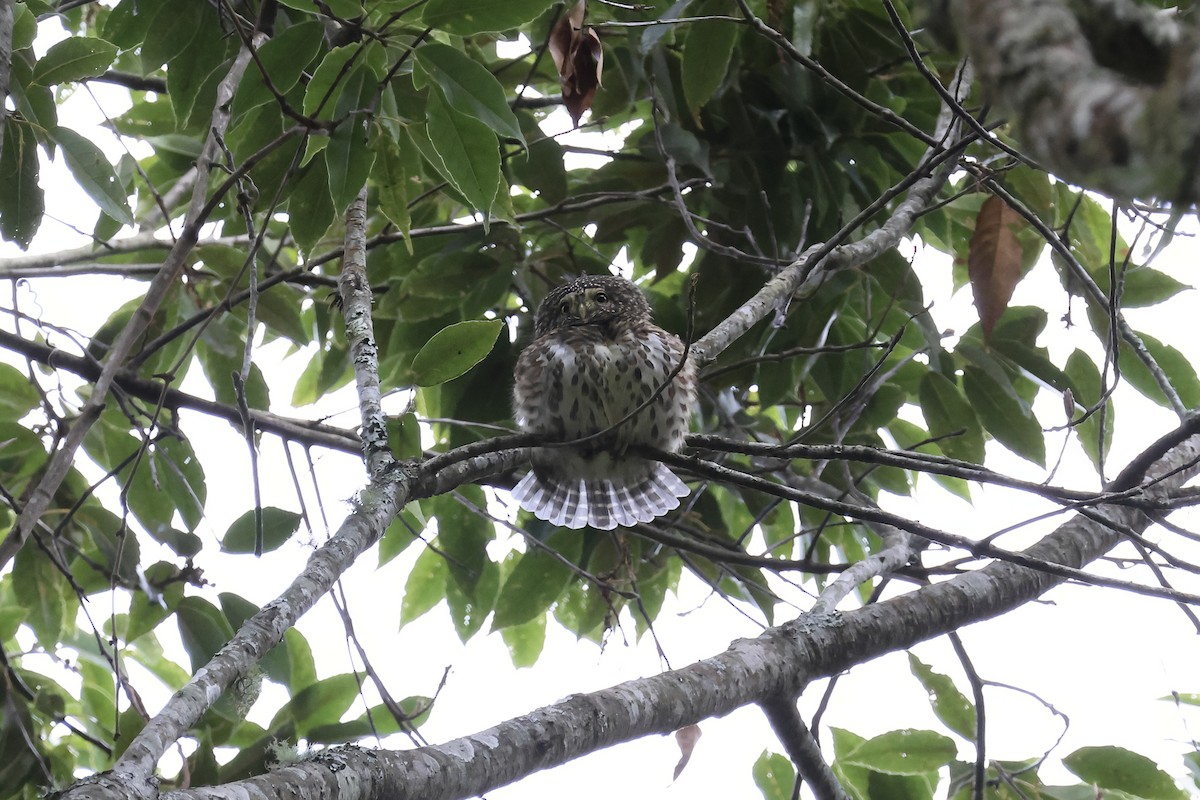 Collared Owlet - ML645135078