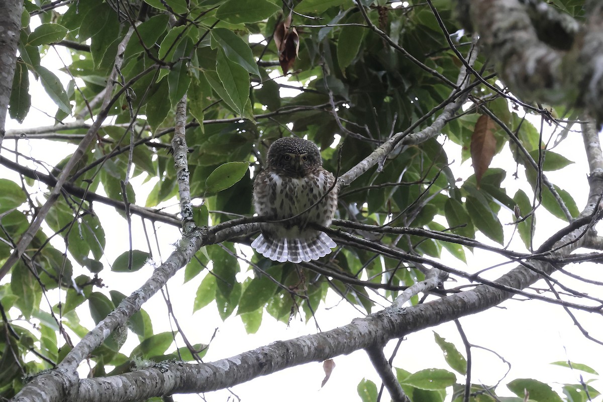 Collared Owlet - ML645135079