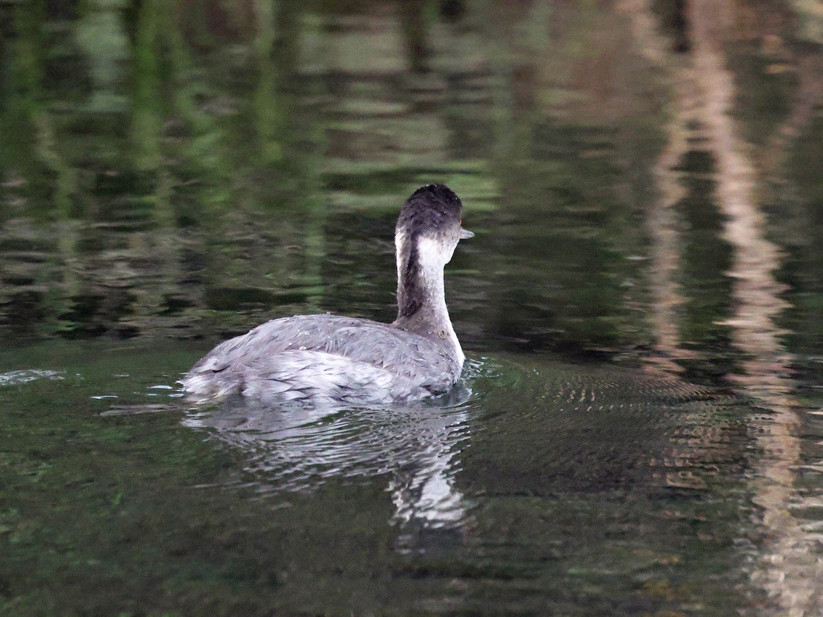 Eared Grebe - ML645135080