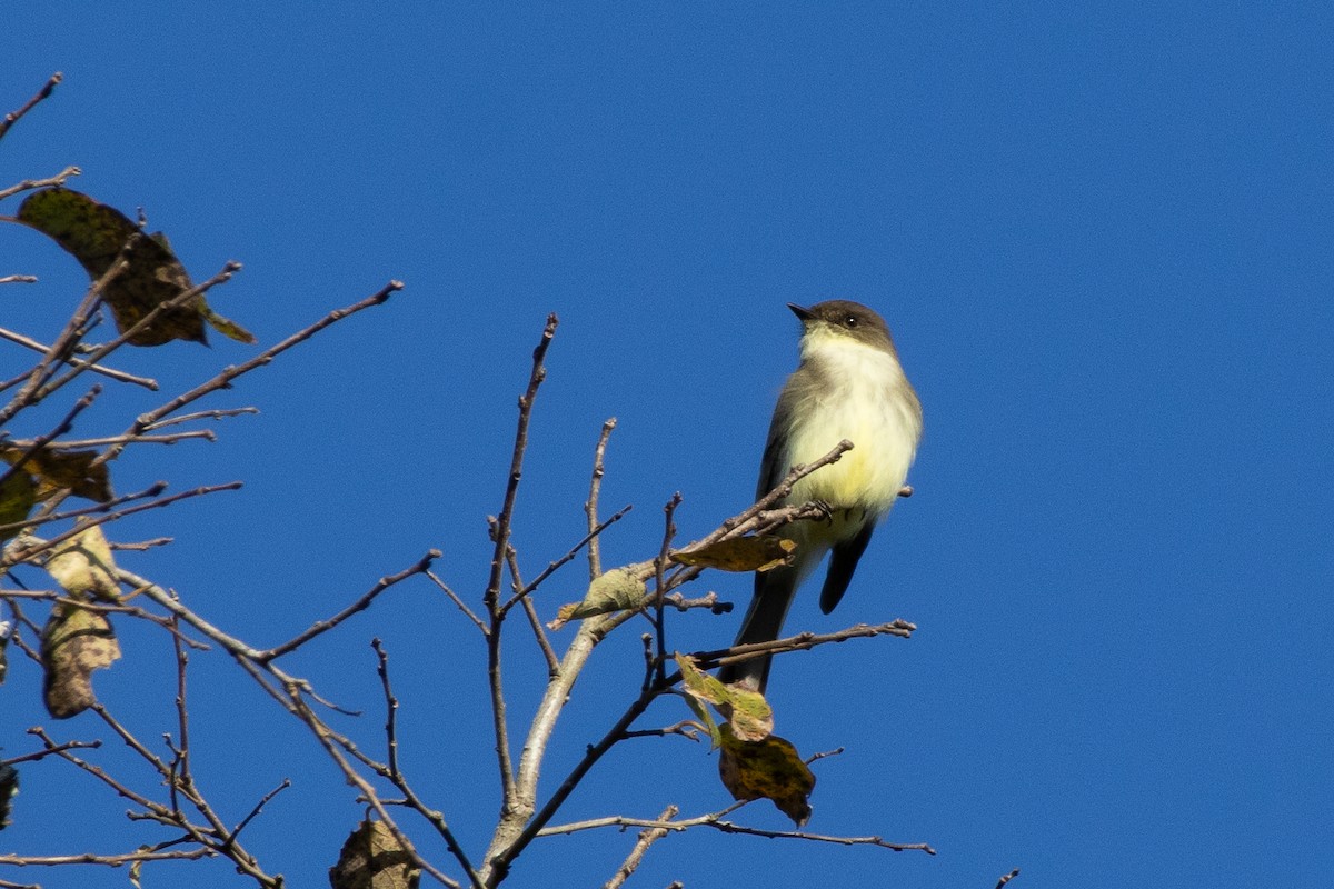 Eastern Phoebe - ML645135081