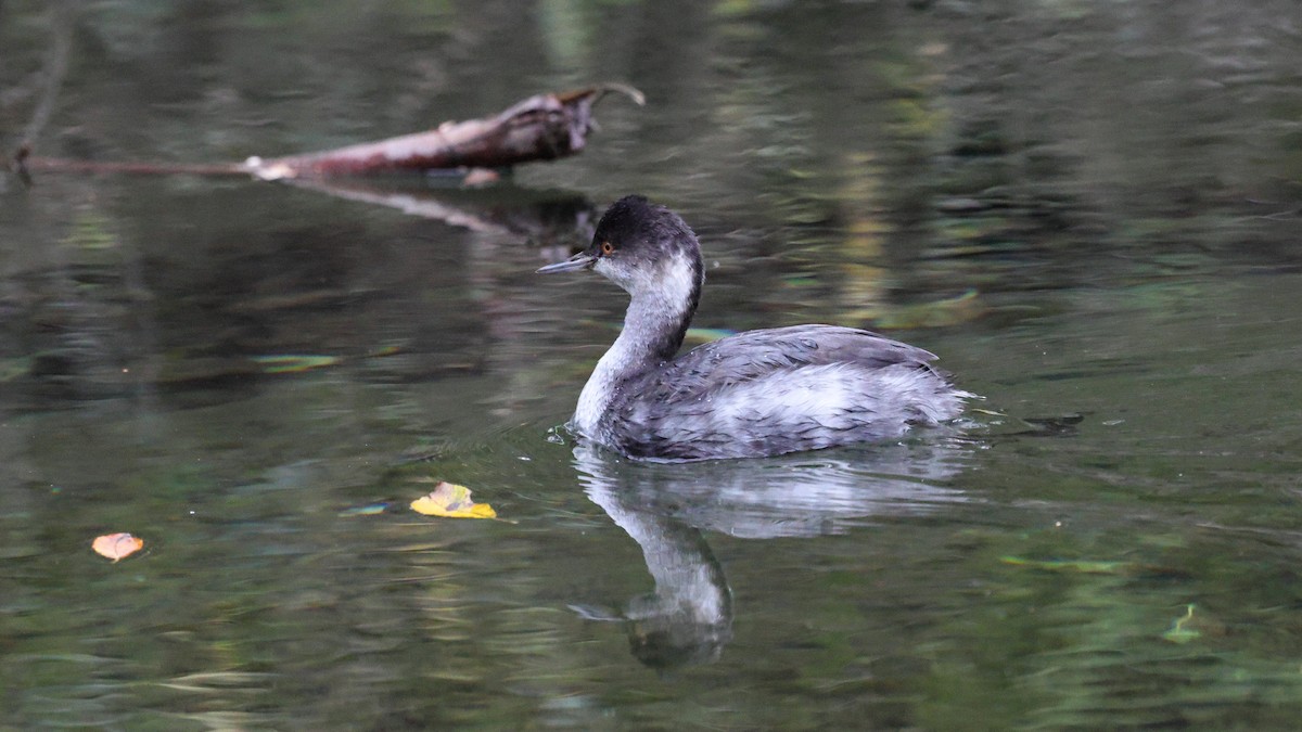 Eared Grebe - ML645135082