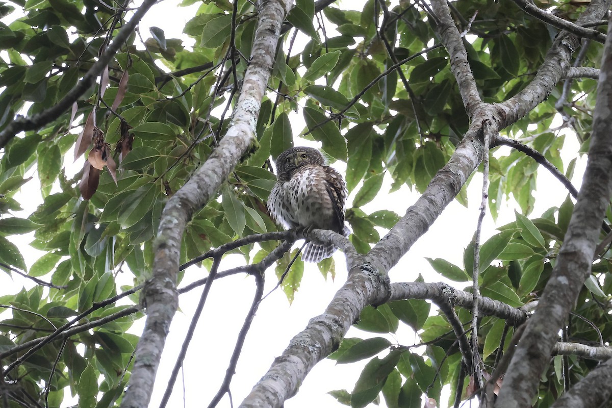 Collared Owlet - ML645135083