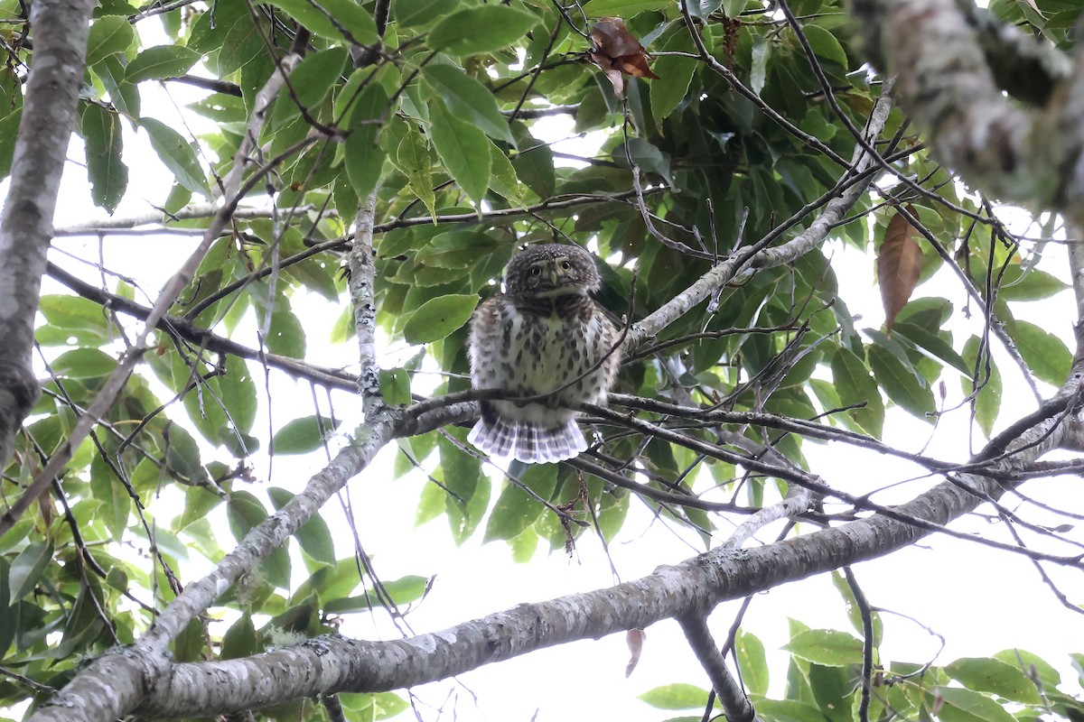 Collared Owlet - ML645135085
