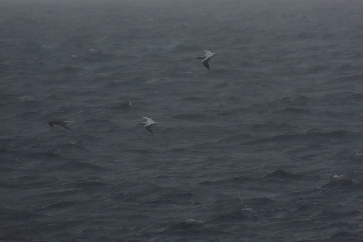 Сула червононога - ML645135121