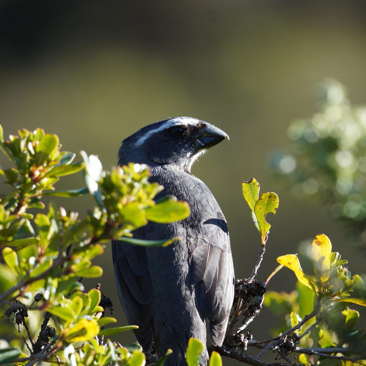 ハシブトイカル - ML645135132