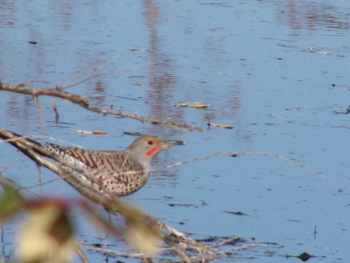 Northern Flicker - ML645135136