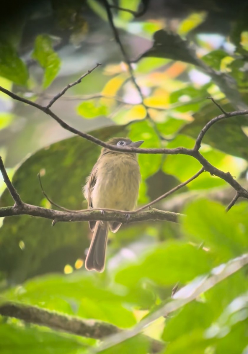 Eye-ringed Flatbill - ML645135151