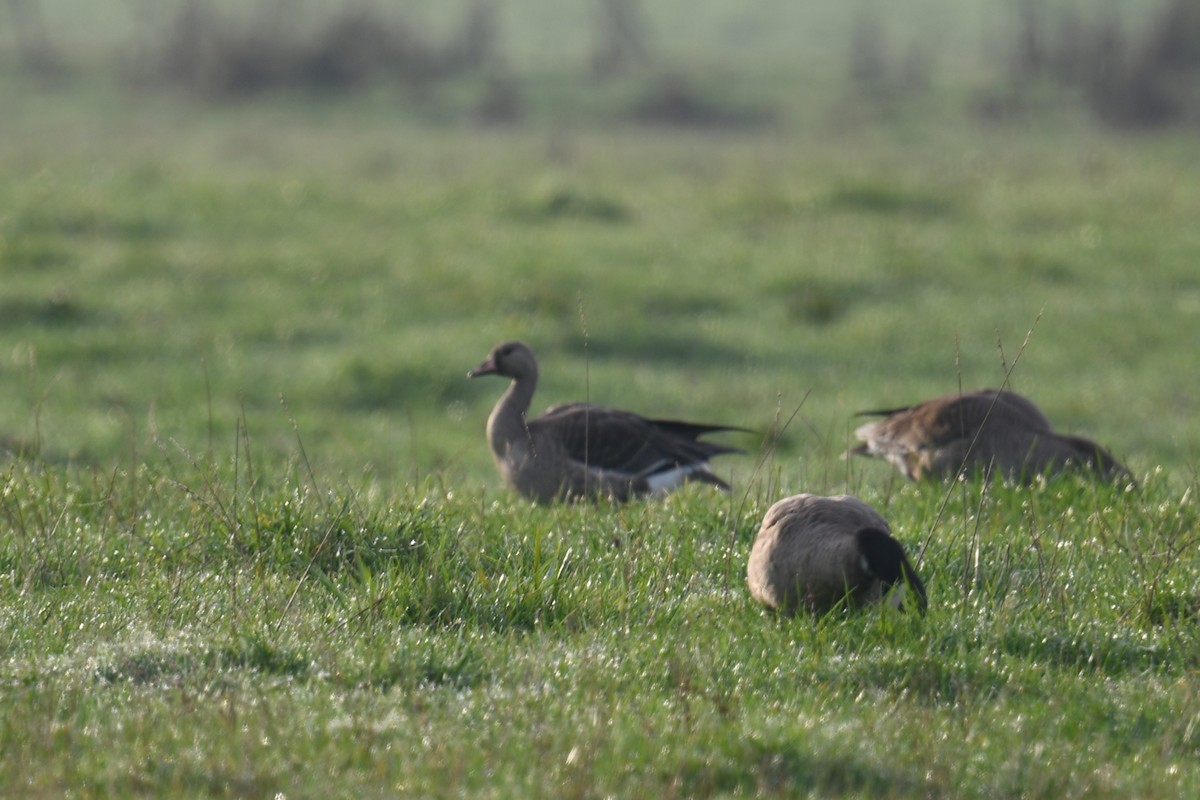 Greater White-fronted Goose - ML645135166