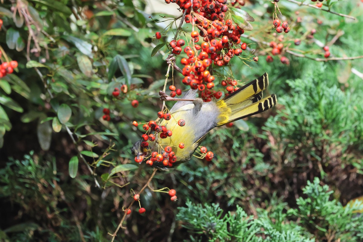 Taiwan Liocichla - ML645135171