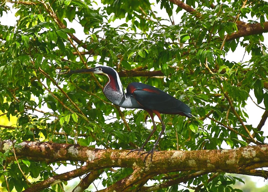 Agami Balıkçılı - ML645135175