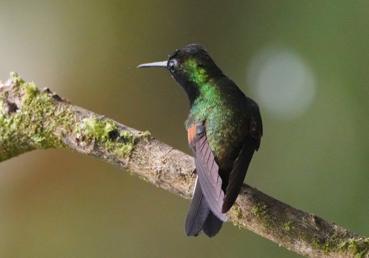 Black-bellied Hummingbird - ML645135179