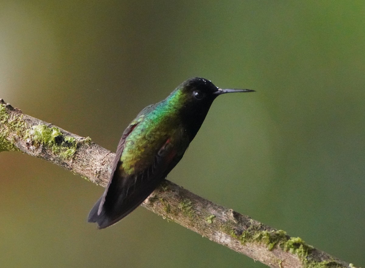 Black-bellied Hummingbird - ML645135185