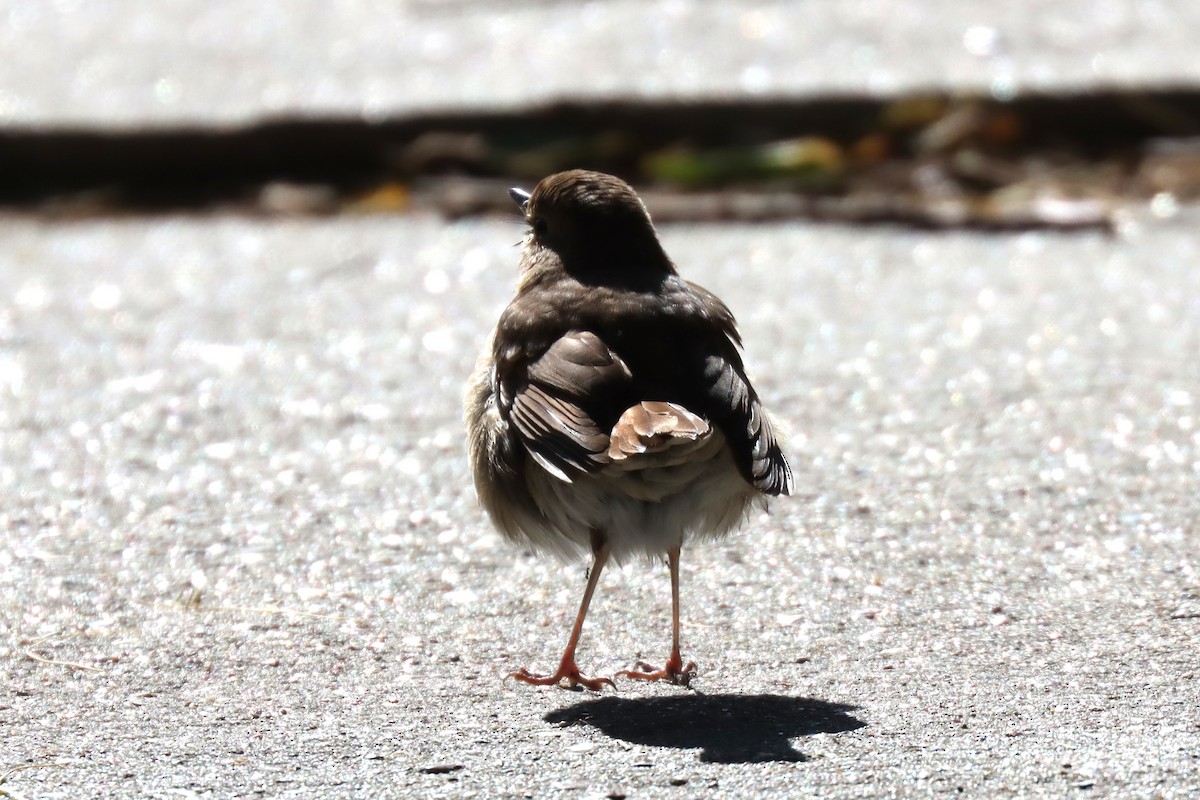 Grive solitaire - ML645135195