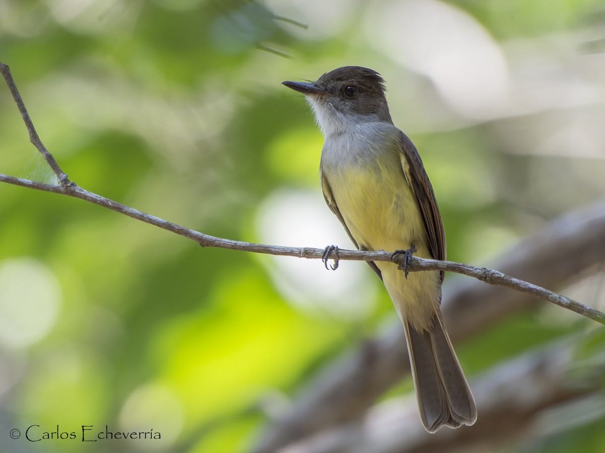 Dusky-capped Flycatcher - Carlos Echeverría