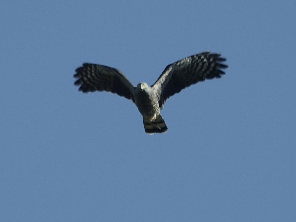 hákozobec neotropický - ML645135219