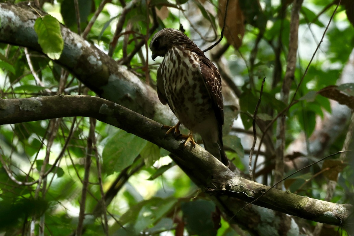 Broad-winged Hawk - ML645135245