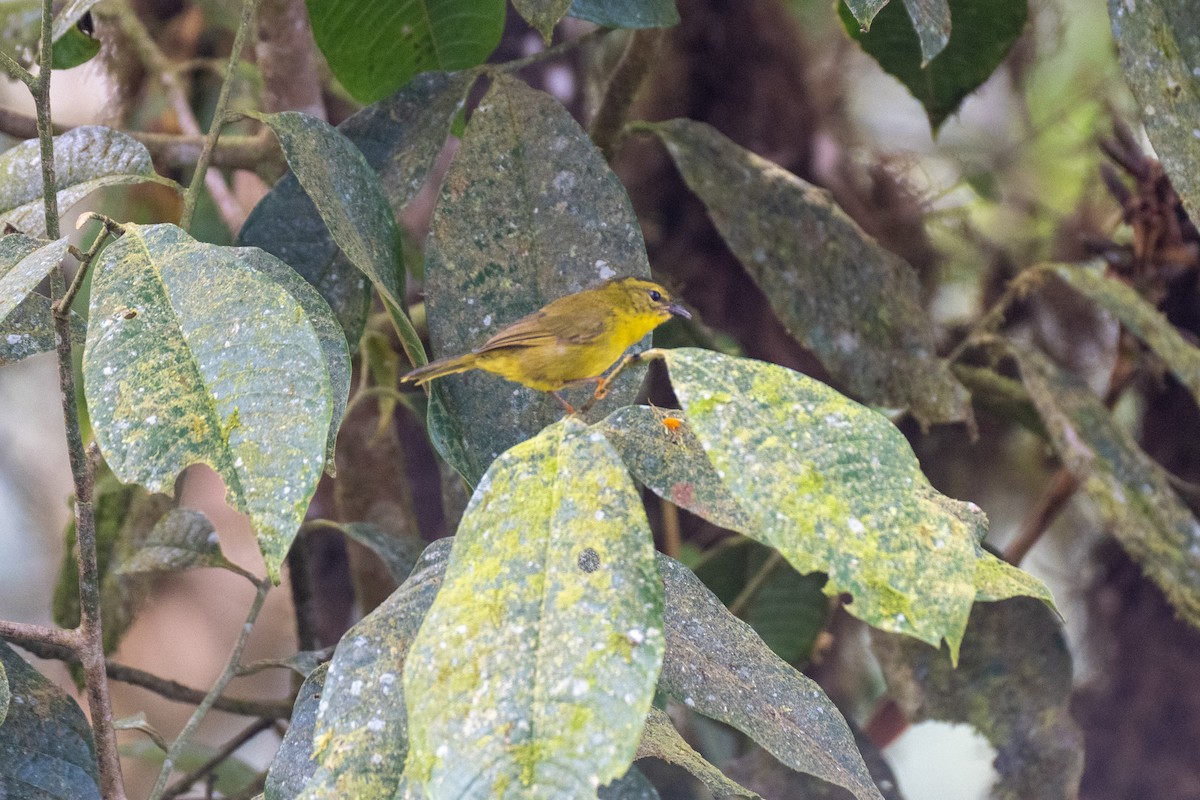 Choco Warbler - ML645135250