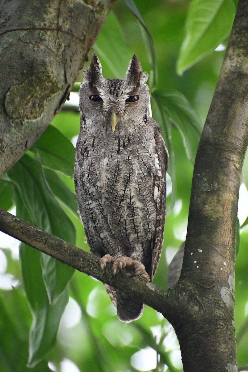 Pacific Screech-Owl - ML645135257