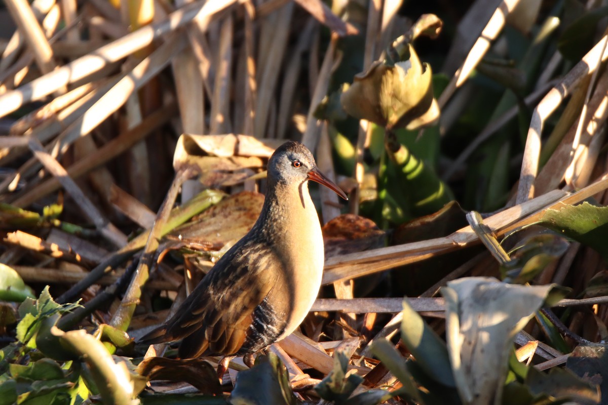 Virginia Rail - ML645135258