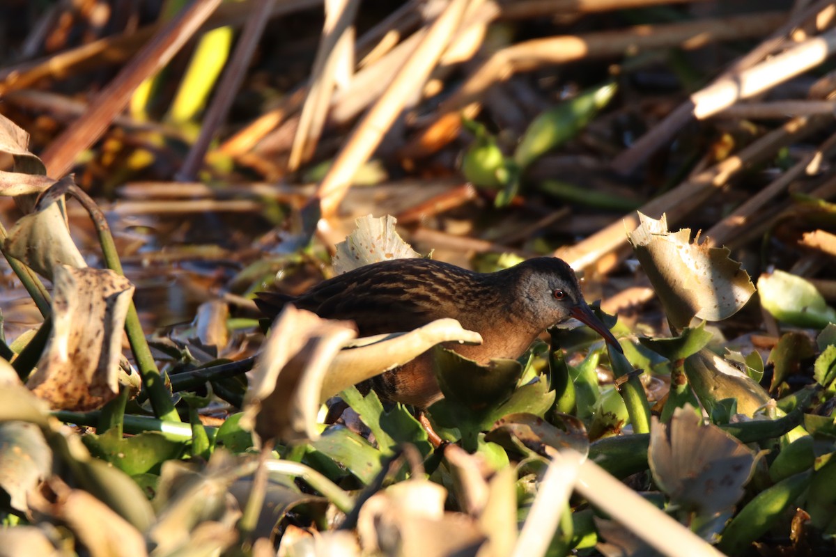 Virginia Rail - ML645135259