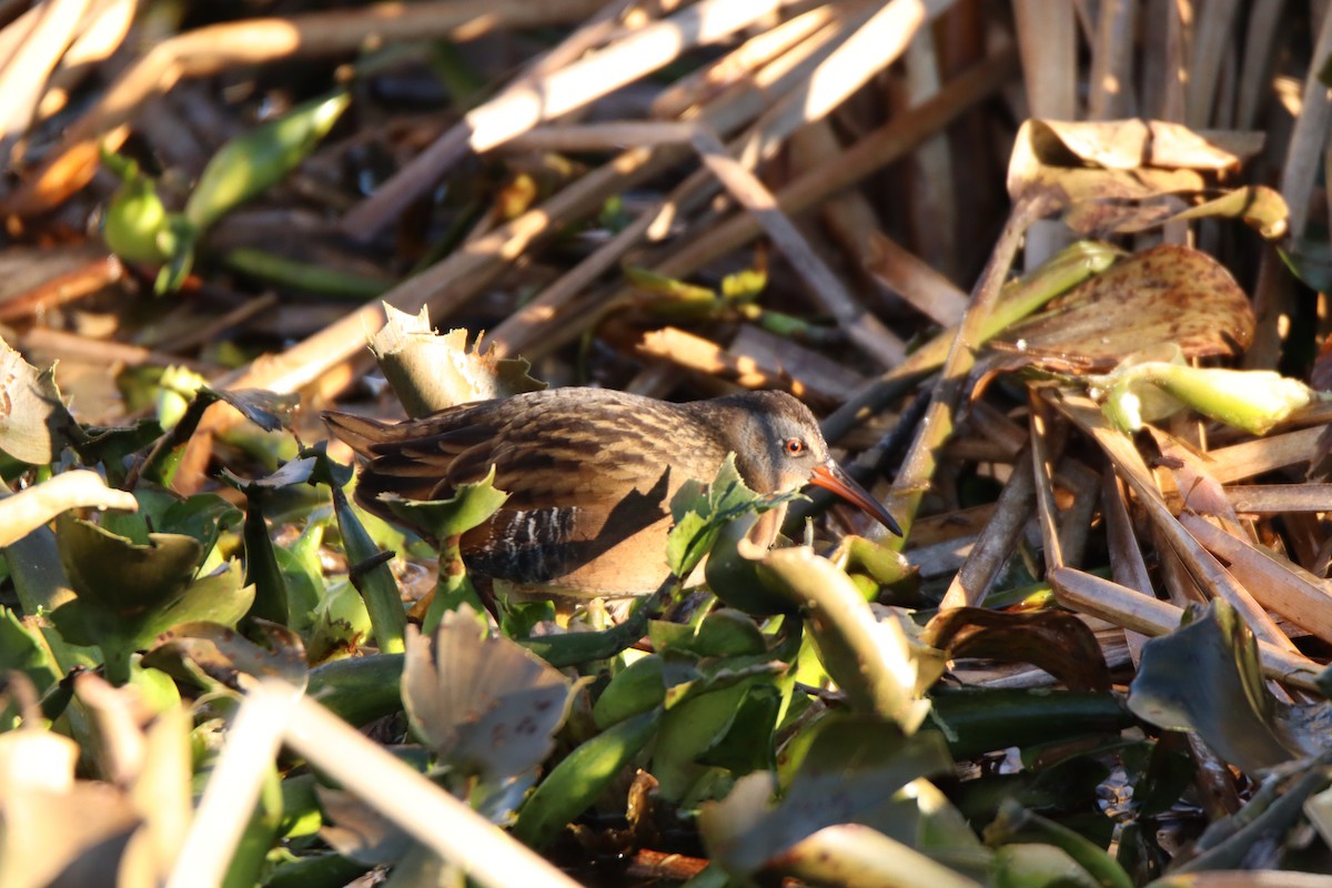 Virginia Rail - ML645135260