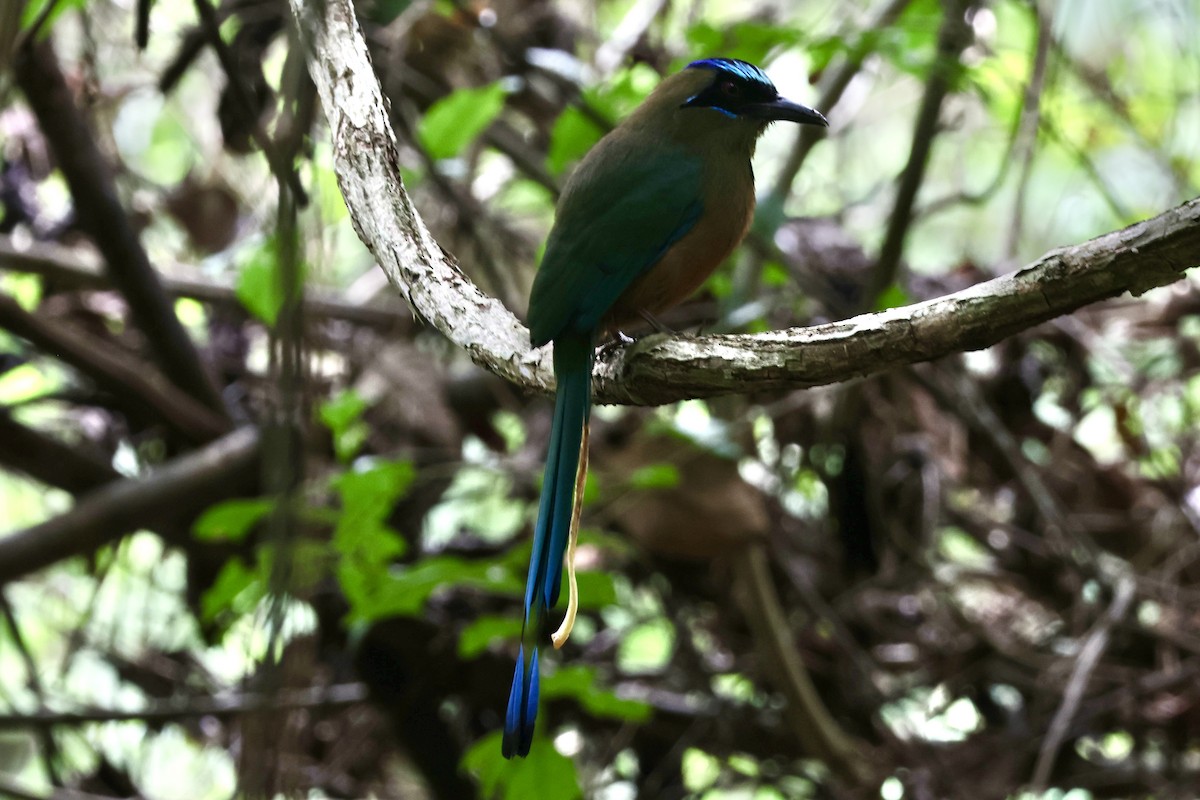 momot houkavý - ML645135261