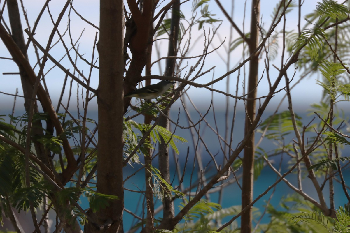 Viréo à tête bleue - ML645135263