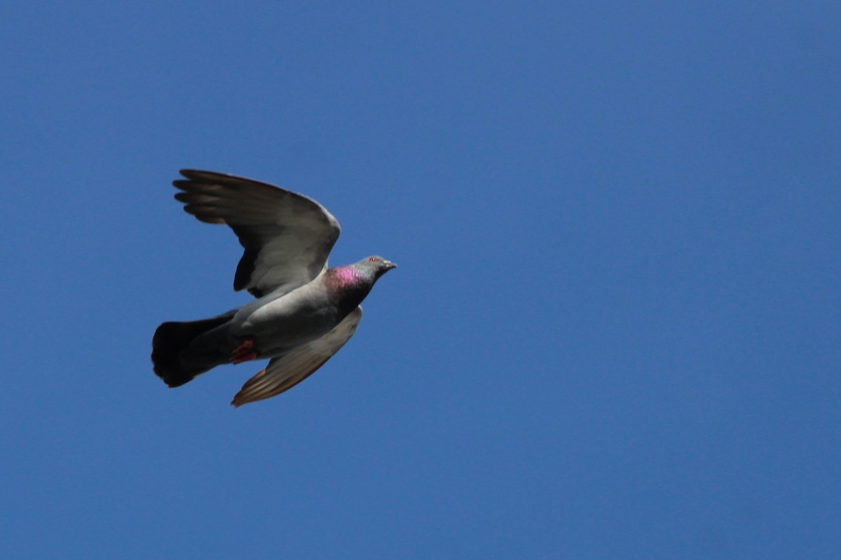 Kaya Güvercini (evcil tip) - ML645135264