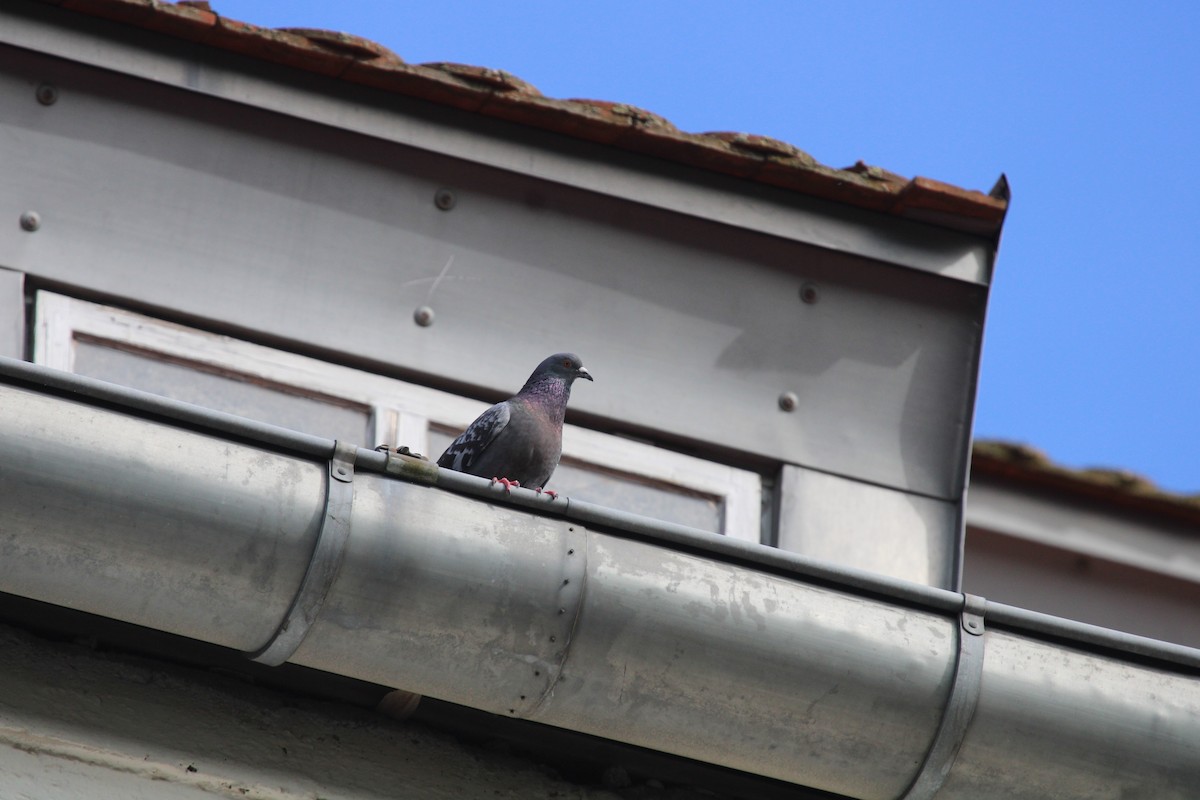 Kaya Güvercini (evcil tip) - ML645135265