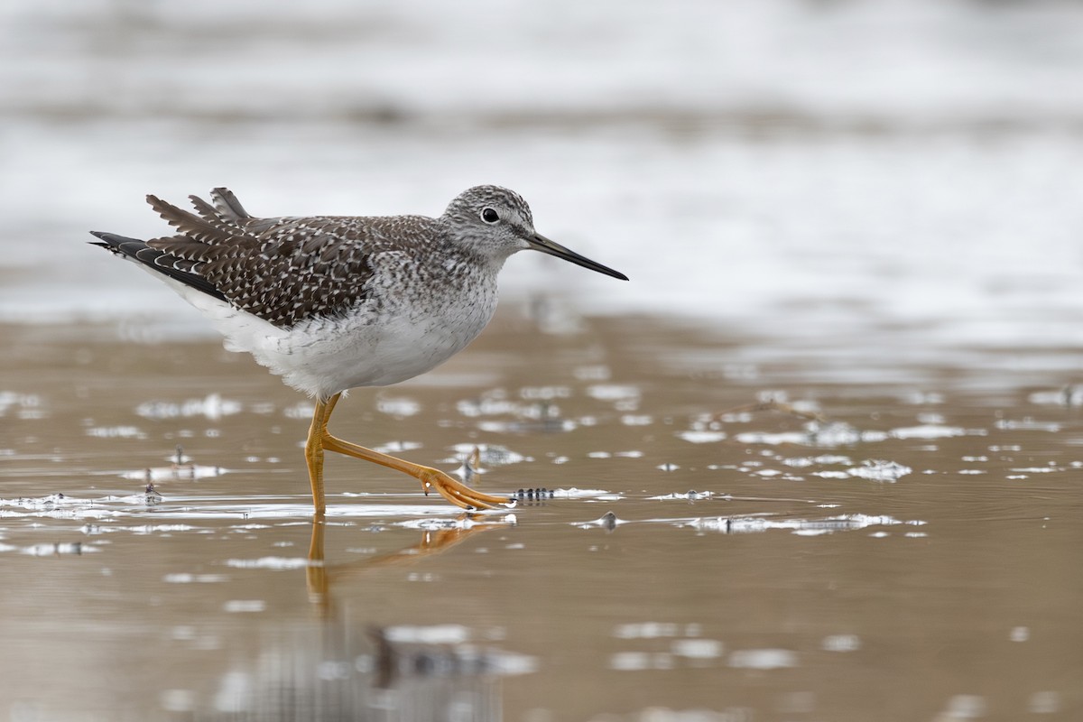 Greater Yellowlegs - ML645135268