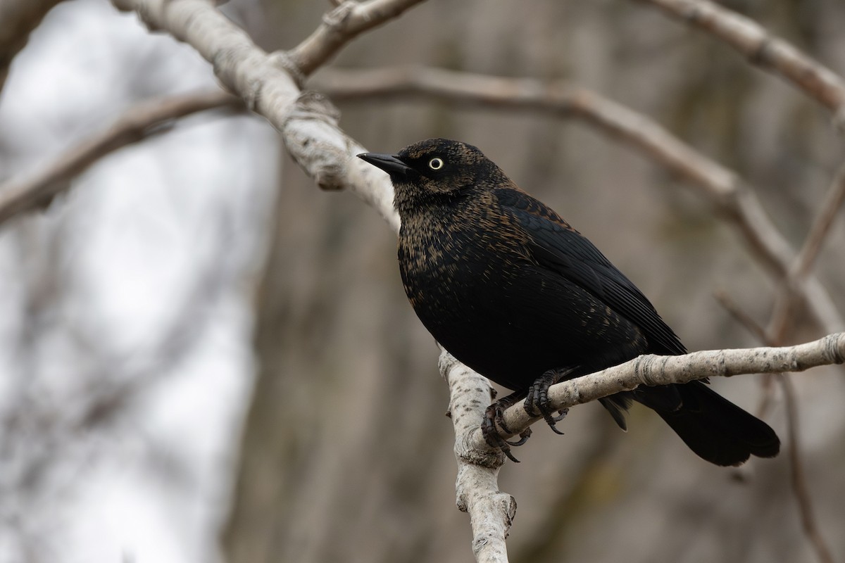 Rusty Blackbird - ML645135278