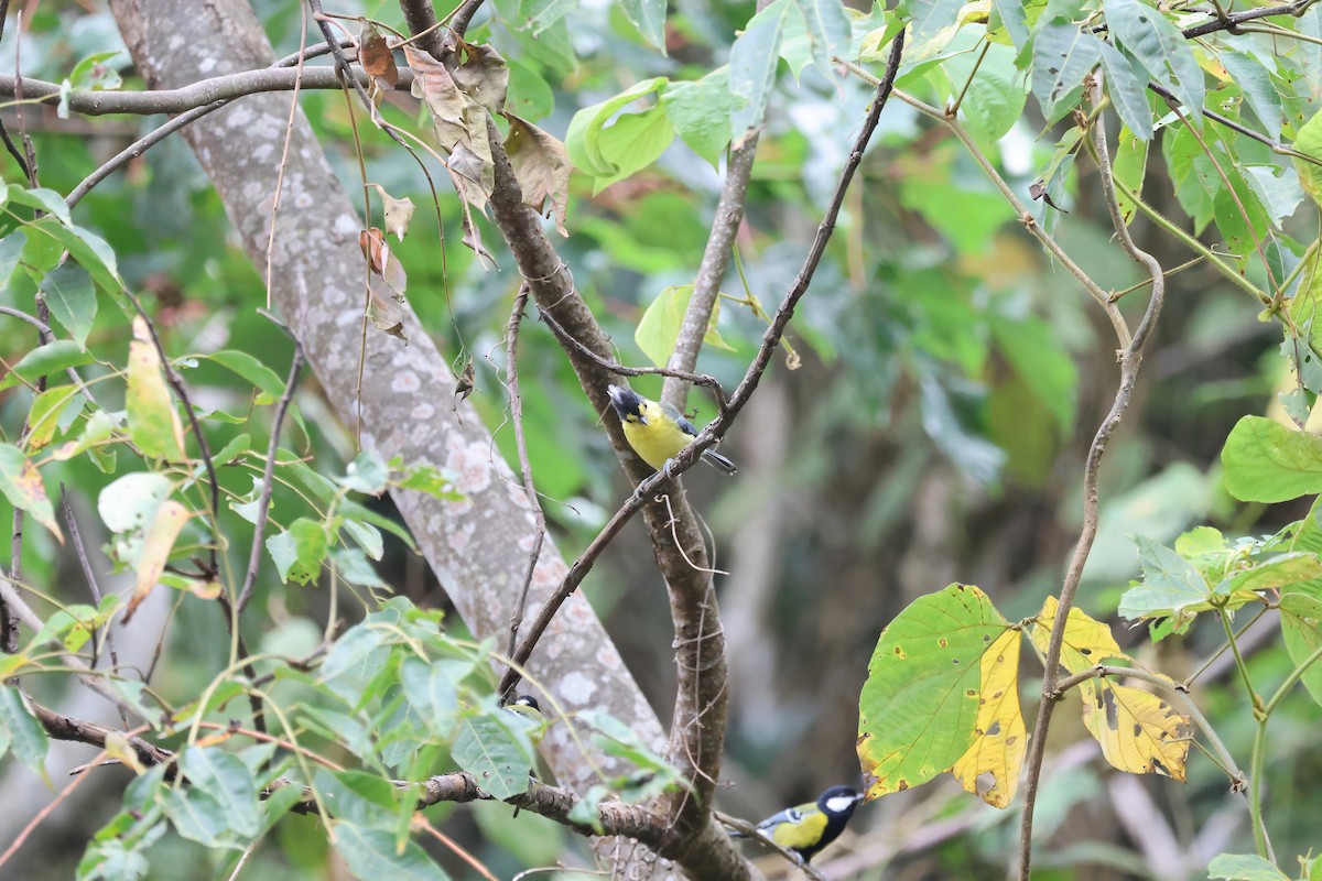 Taiwan Yellow Tit - ML645135279